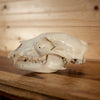 Nice Medium-sized Black Bear Skull GB4137