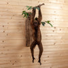 Premier Spider Monkey Full Body Lifesize Taxidermy Mount GB4146
