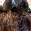 Excellent African Black Wildebeest Taxidermy GB4147