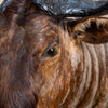 Excellent African Blue Wildebeest Taxidermy GB4148