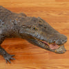 Excellent Real Skin Full-body Lifesize Alligator Taxidermy Mount GB5010