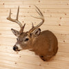 Excellent 8 Point Whitetail Buck Deer Taxidermy Shoulder Mount GB5035