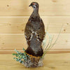 Spruce Grouse Taxidermy for Sale