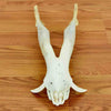 Hog Skull for Sale