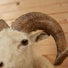 Nice Corsican Sheep Ram Taxidermy Shoulder Mount KG3040