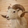 Nice Corsican Sheep Ram Taxidermy Shoulder Mount KG3040