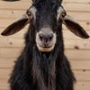 Excellent Spanish Catalina Goat Taxidermy Shoulder Mount KG3025