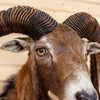 Excellent Mouflon Sheep Taxidermy Shoulder Mount KG3024