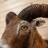 Excellent Mouflon Sheep Taxidermy Shoulder Mount KG3024