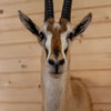 Premier Thompson's Gazelle Taxidermy Shoulder Mount SW11143