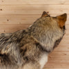 Premier Gray Wolf Full Body Lifesize Taxidermy Mount KG3046