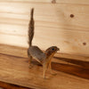 Cabin Grade Fox Squirrel Full Body Taxidermy Mount KG3005