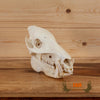 wild hog boar skull for sale 
