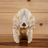 Hog Skull KG3007