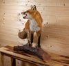 Red Fox Full Body Lifesize Taxidermy Mount KG3027