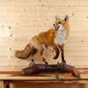 red fox full body lifesize taxidermy mount for sale