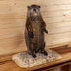 Groundhog Woodchuck Taxidermy Mount KG3029