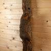 Cabin Grade Fox Squirrel Full Body Taxidermy Mount KG3033