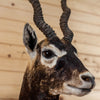 Excellent Blackbuck Antelope Shoulder Pedestal Mount KG3034