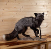 Silver Fox Full Body Lifesize Taxidermy Mount KG3035