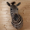 Burchell's Zebra Taxidermy Shoulder Mount KG3043