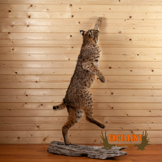 bobcat lifesize full body taxidermy mount for sale