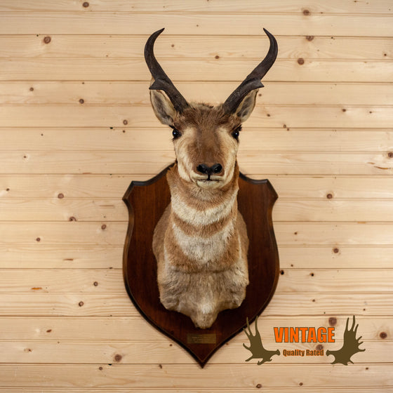 taxidermy pronghorn antelope shoulder mount for sale