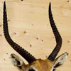Taxidermy Trophies for Sale - Lechwe
