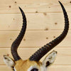 Lechwe Taxidermy Mounts for Sale