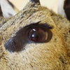 Taxidermied Klipspringer Head for Sale