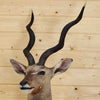 Taxidermied Kudu Head for Sale
