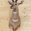 Lesser Kudu Head for Sale