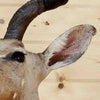 Mounted Kudu Head for Sale