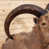Premier Aoudad Barbary Sheep Taxidermy Shoulder Mount MM5000