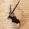Nice Indian Blackbuck Antelope Taxidermy Shoulder Mount MM5002
