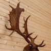Excellent Chocolate Fallow Deer Taxidermy Shoulder Mount MM5003