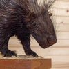 Excellent African Crested Porcupine Full Body Taxidermy Mount MM5006