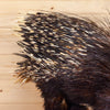 Excellent African Crested Porcupine Full Body Taxidermy Mount MM5006