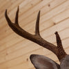 Excellent 8 Point Whitetail Buck Deer Taxidermy Shoulder Mount MM5016