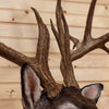 Premier 200 Class Whitetail Buck Deer Taxidermy Shoulder Mount MM5017
