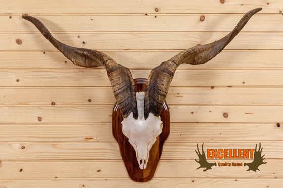 Spanish Catalina goat taxidermy European mount for sale