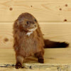 American Mink Taxidermy Mount for Sale