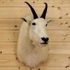 Taxidermied Mountain Goat Head for Sale
