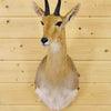 Mountain Reedbuck Taxidermy for Sale