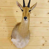 Taxidermied Mountain Reedbuck Mount for Sale