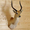 Lechwe Mount for Sale