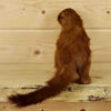 Mink Taxidermy Mounts for Sale