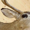 Mule Deer Head Taxidermy for Sale