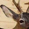 European Roe Deer Head for Sale