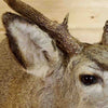 Mule Deer Head Taxidermy for Sale
